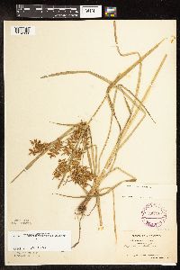 Cyperus esculentus image