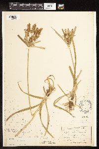 Cyperus esculentus image
