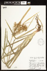 Cyperus esculentus image