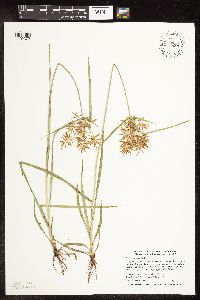 Cyperus esculentus image