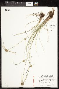 Cyperus lupulinus image