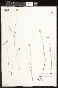 Cyperus lupulinus image