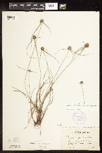 Cyperus lupulinus image