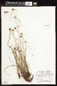 Cyperus lupulinus image