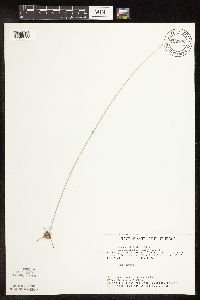 Cyperus lupulinus image