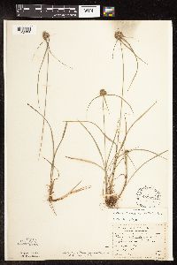 Cyperus lupulinus image