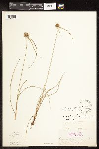 Cyperus lupulinus image