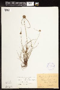Cyperus lupulinus image