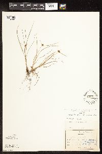 Cyperus lupulinus image