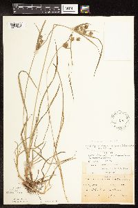 Cyperus x mesochorus image