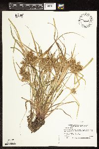Cyperus odoratus image