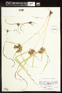 Cyperus odoratus image
