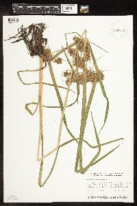 Cyperus odoratus image
