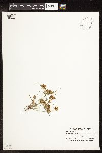 Cyperus odoratus image