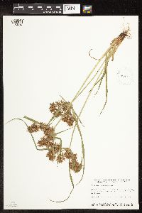 Cyperus odoratus image