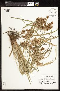 Cyperus odoratus image