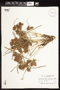 Cyperus odoratus image