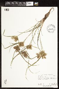 Cyperus odoratus image