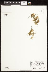 Cyperus odoratus image