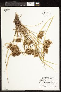Cyperus odoratus image