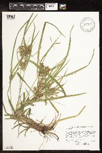 Cyperus odoratus image