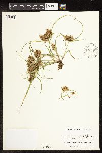 Cyperus odoratus image