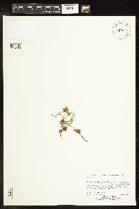 Cyperus odoratus image
