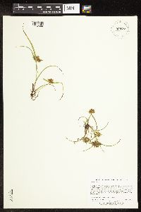Cyperus odoratus image