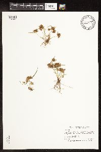Cyperus odoratus image