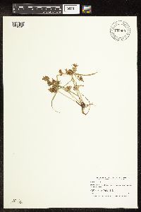Cyperus odoratus image
