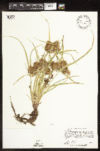 Cyperus odoratus image