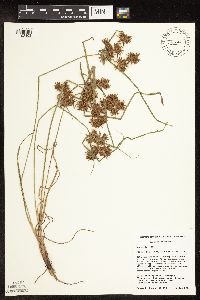 Cyperus odoratus image