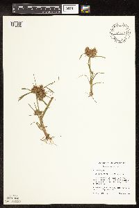 Cyperus odoratus image