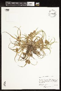 Cyperus odoratus image