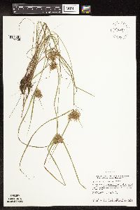 Cyperus odoratus image