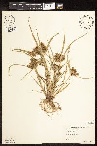 Cyperus odoratus image