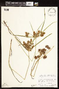 Cyperus odoratus image