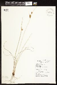 Media resource of Cyperus schweinitzii