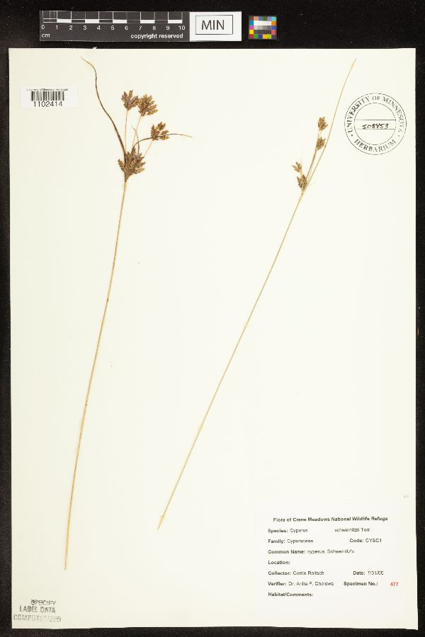 Cyperus image