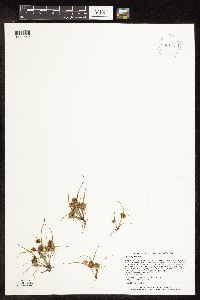 Cyperus squarrosus image