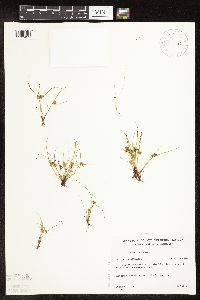 Cyperus squarrosus image