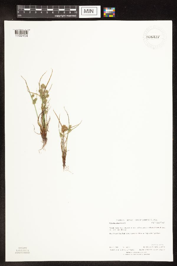 Cyperus squarrosus image