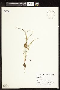 Cyperus odoratus image