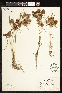 Cyperus odoratus image