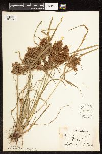 Cyperus odoratus image