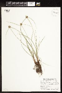 Cyperus lupulinus image
