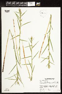 Image of Dulichium arundinaceum