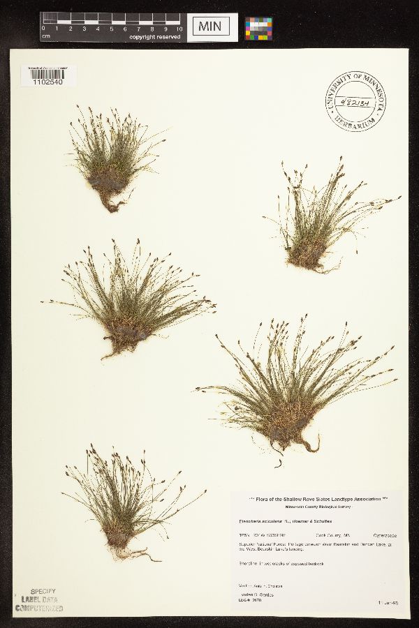 Eleocharis acicularis image