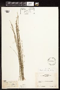 Eleocharis bolanderi image