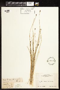 Eleocharis bolanderi image